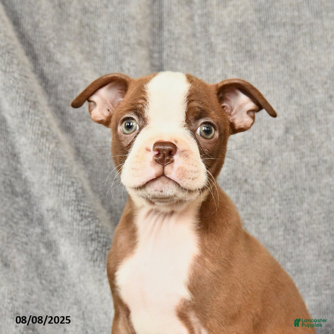 Boston Terrier dogs for sale: Marley - Image 3