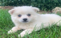 Alaskan Klee Kai dogs for sale: Snowy Boy Titan - Image 3