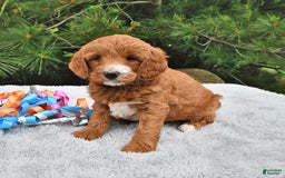 Mini Goldendoodle dogs for sale: Dixie - Image 6