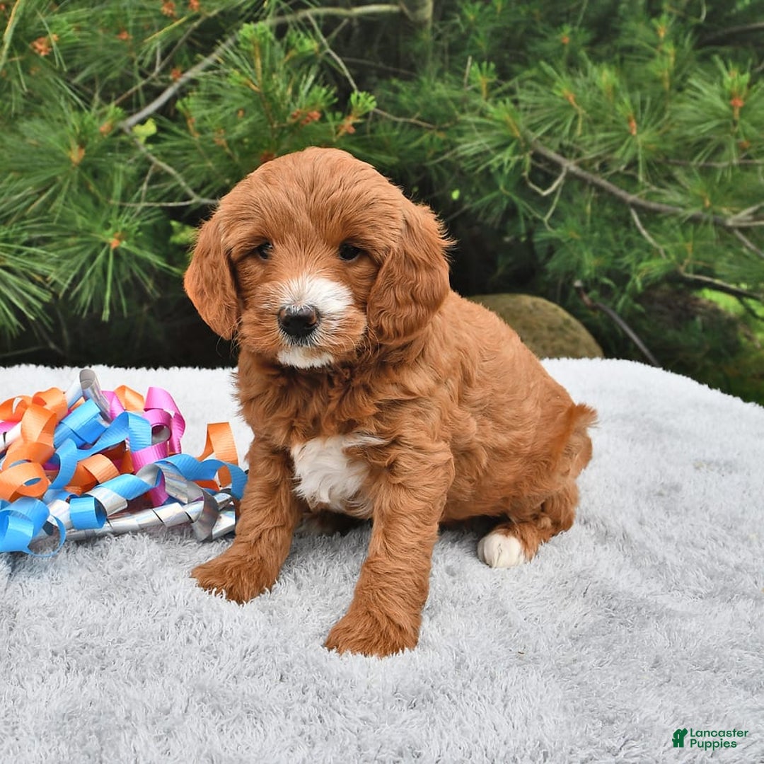 Mini Goldendoodle dogs for sale: Dixie - Image 6