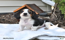 Miniature Dachshund dogs for sale: Mason - Image 3