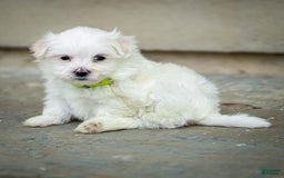 Maltese dogs for sale: River - Image 7