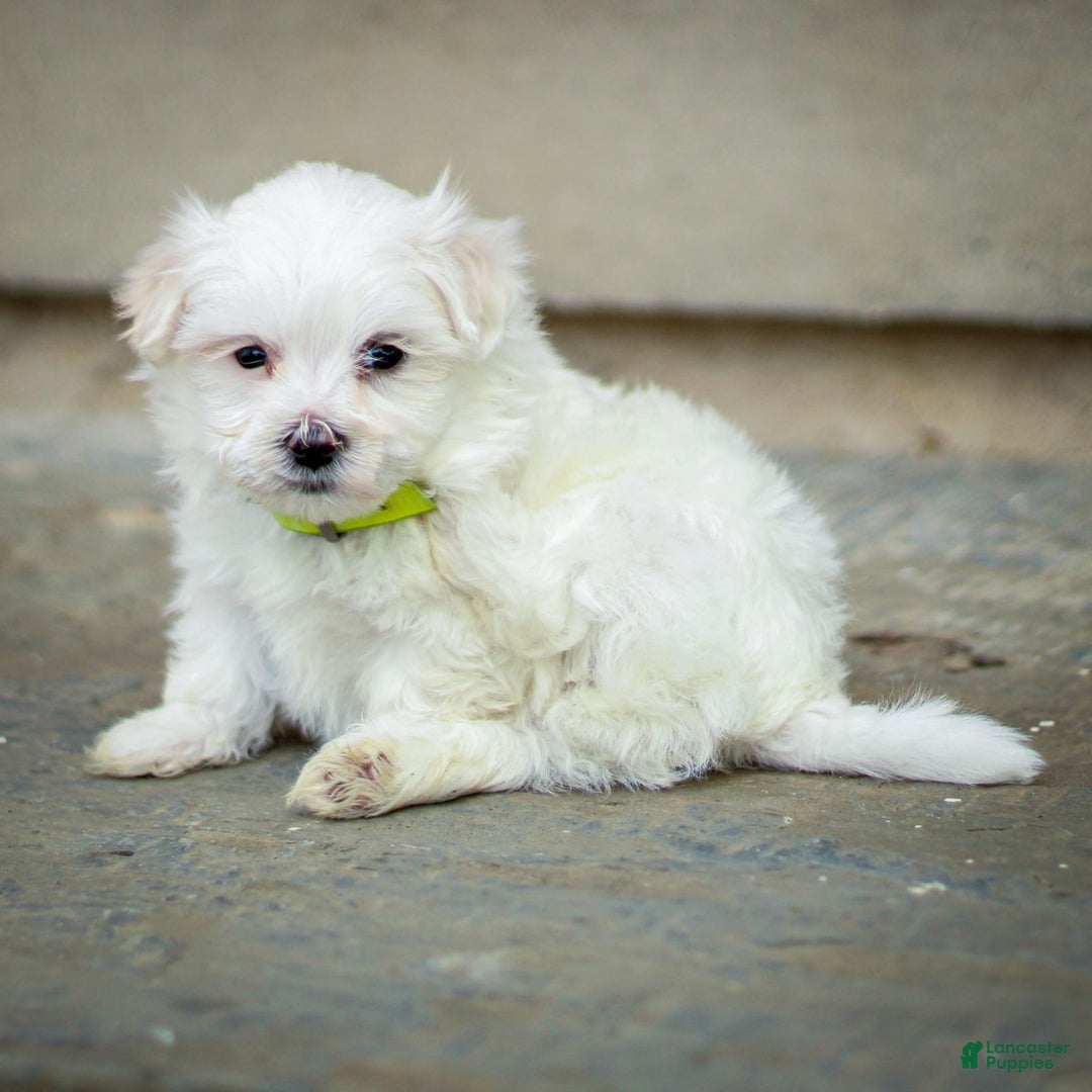 Maltese dogs for sale: River - Image 7