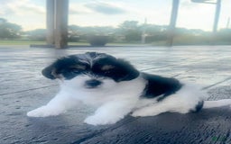 Shorkie dogs for sale: Wendy - Image 1