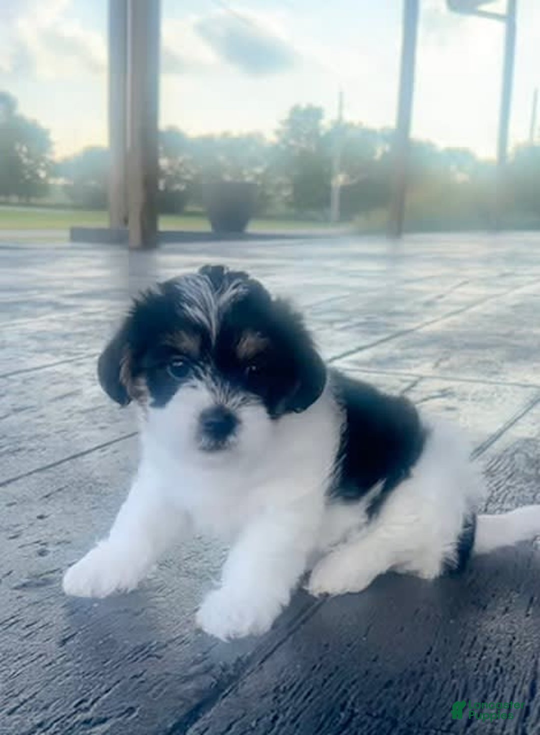 Shorkie dogs for sale: Wendy - Image 1
