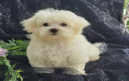 Maltese dogs for sale: Chloe - Image 3