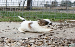 Shihpoo dogs for sale: Anya - Image 10