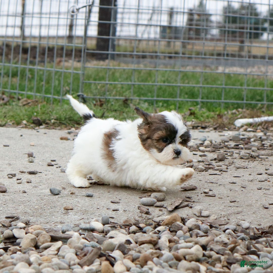 Shihpoo dogs for sale: Anya - Image 10