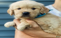 Golden Retriever dogs for sale: Mary - Image 6