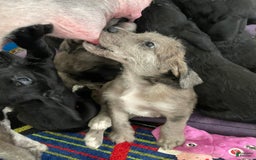 Great Dane dogs for sale: Rusty - Image 3