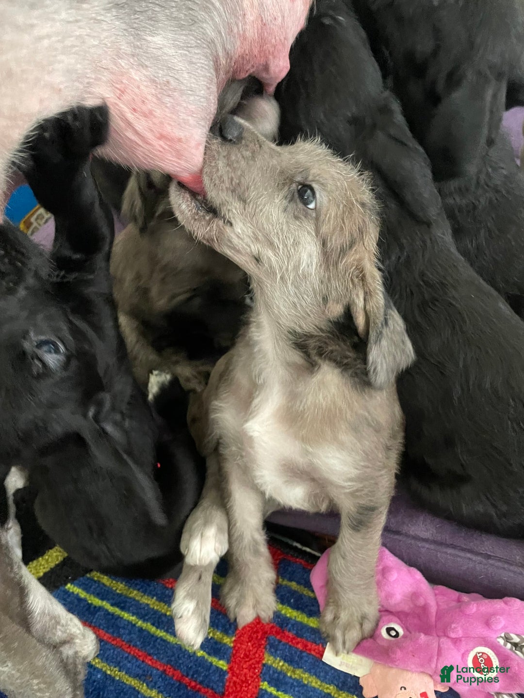 Great Dane dogs for sale: Rusty - Image 3