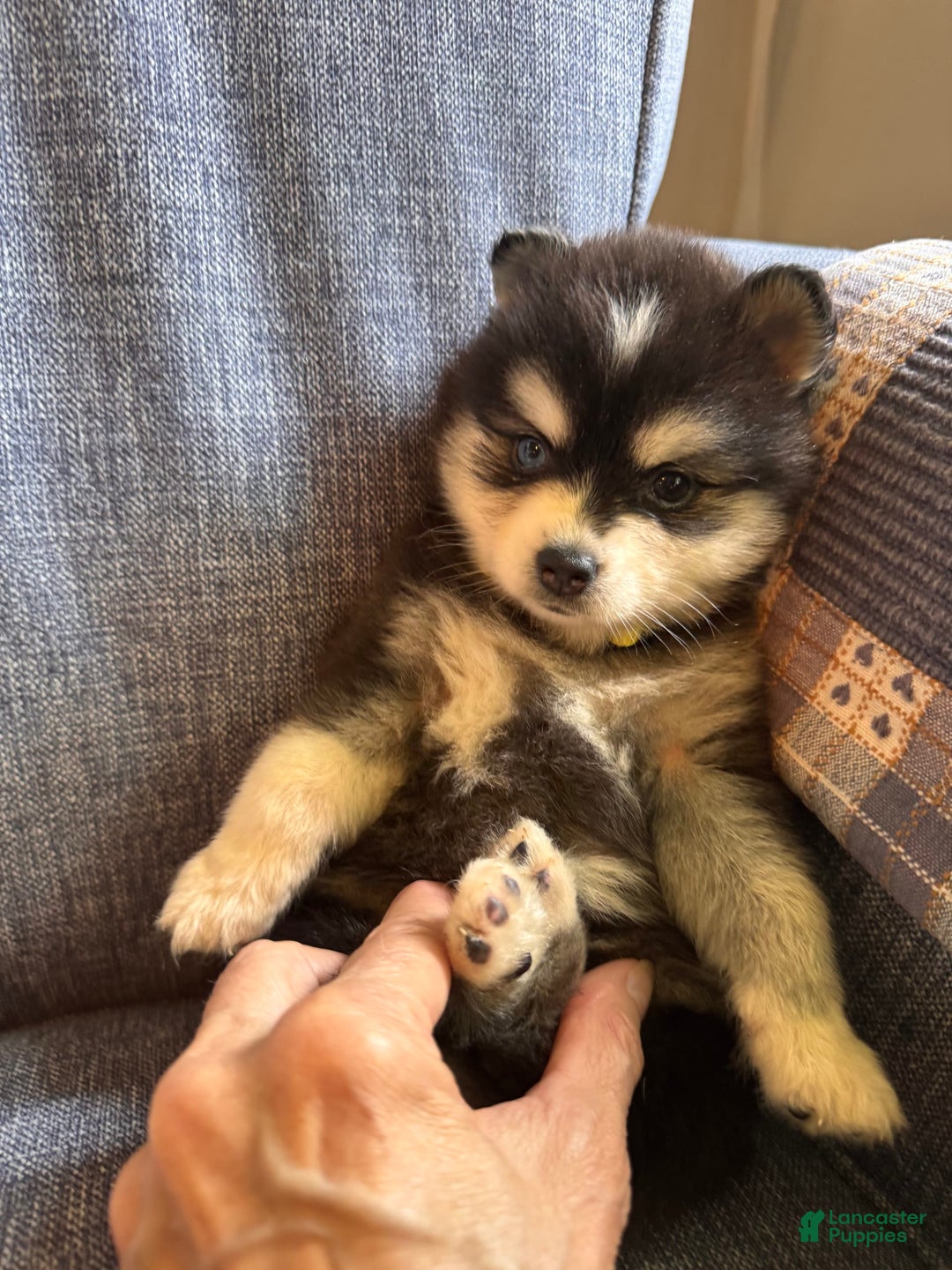 Alaskan Klee Kai dogs for sale: Kimmy - Image 1
