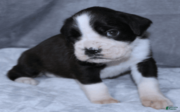 Boxer dogs for sale: Red Collar Male - Image 2