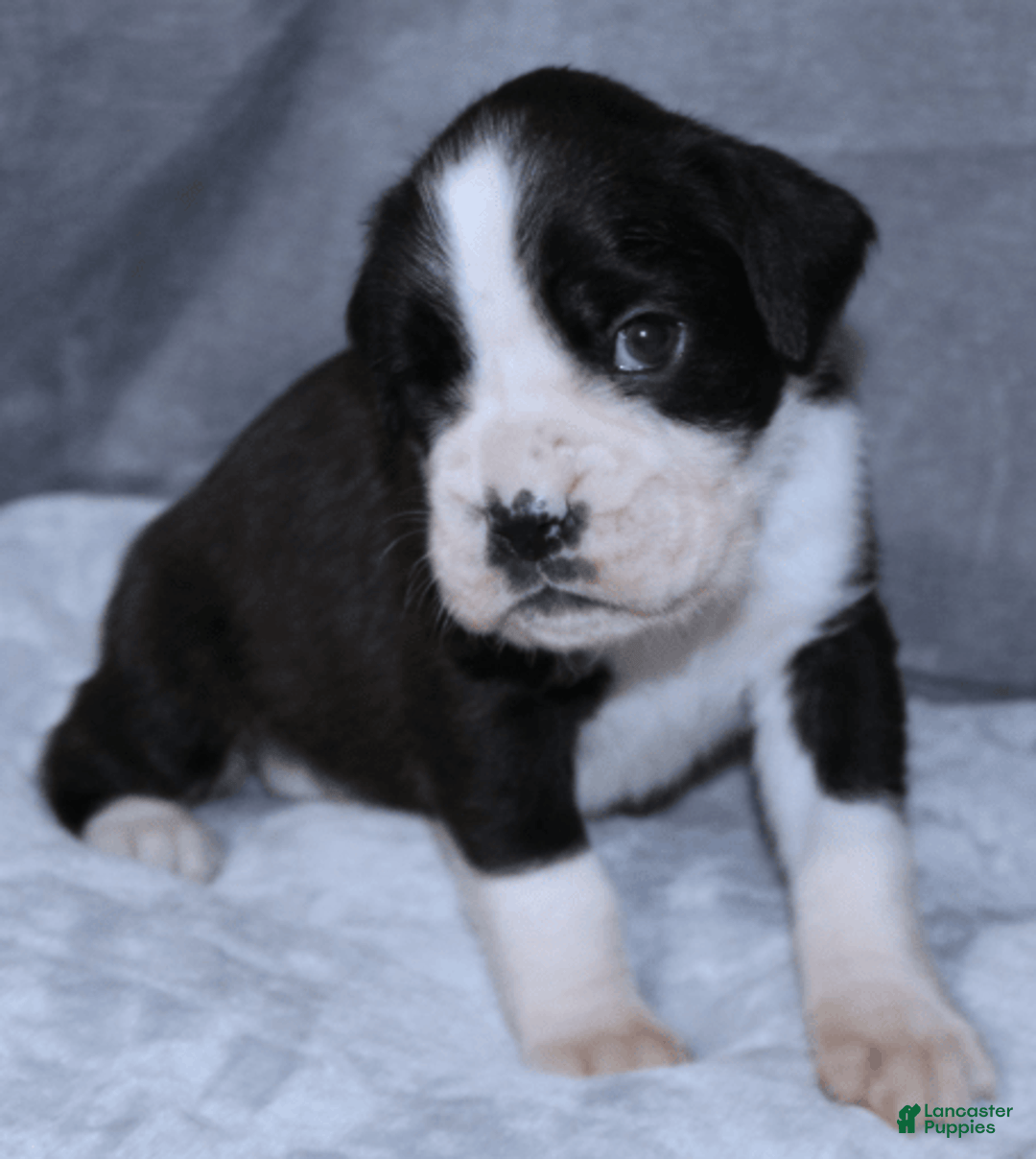 Boxer dogs for sale: Red Collar Male - Image 2
