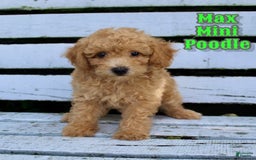 Miniature Poodle dogs for sale: Max - Image 6