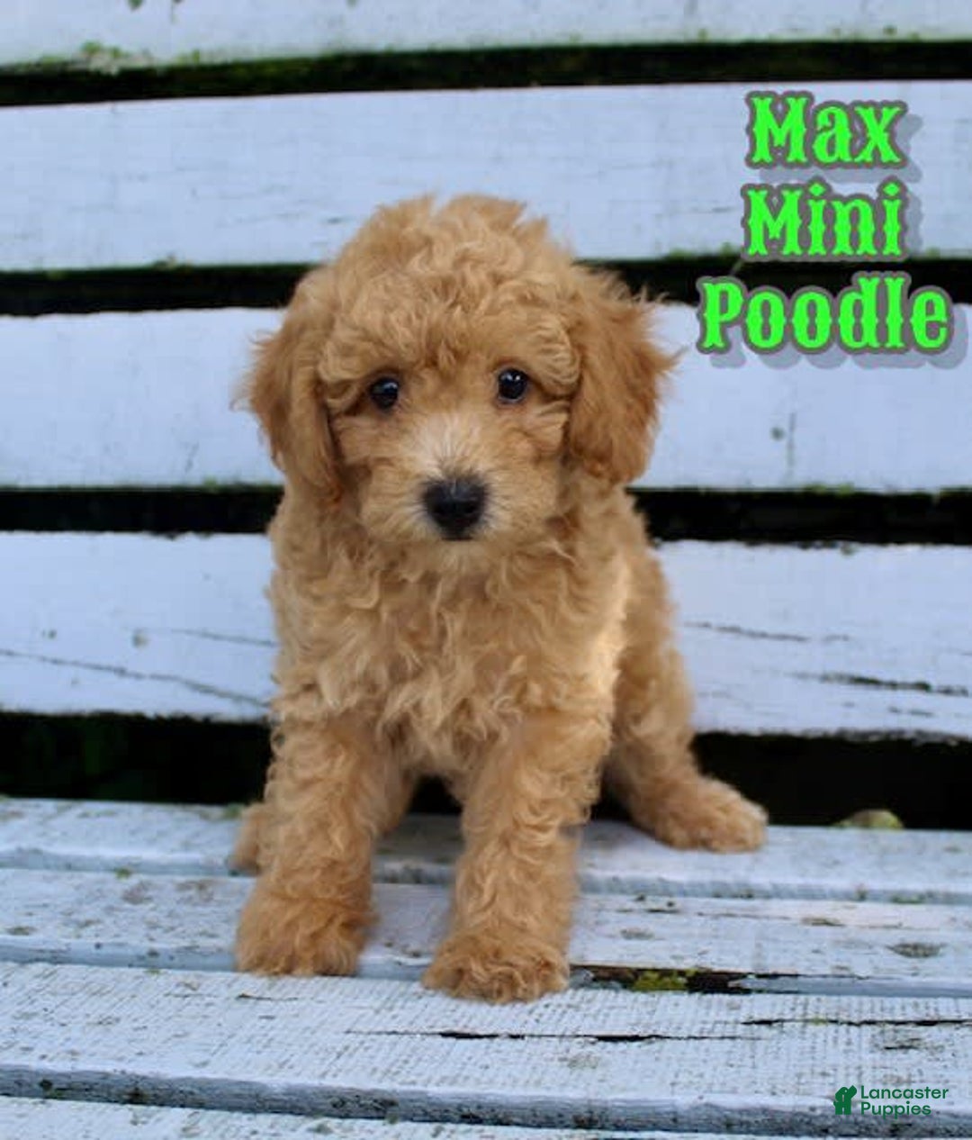 Miniature Poodle dogs for sale: Max - Image 6