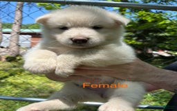 Alaskan Malamute dogs for sale: Maxine Puppies - Image 5