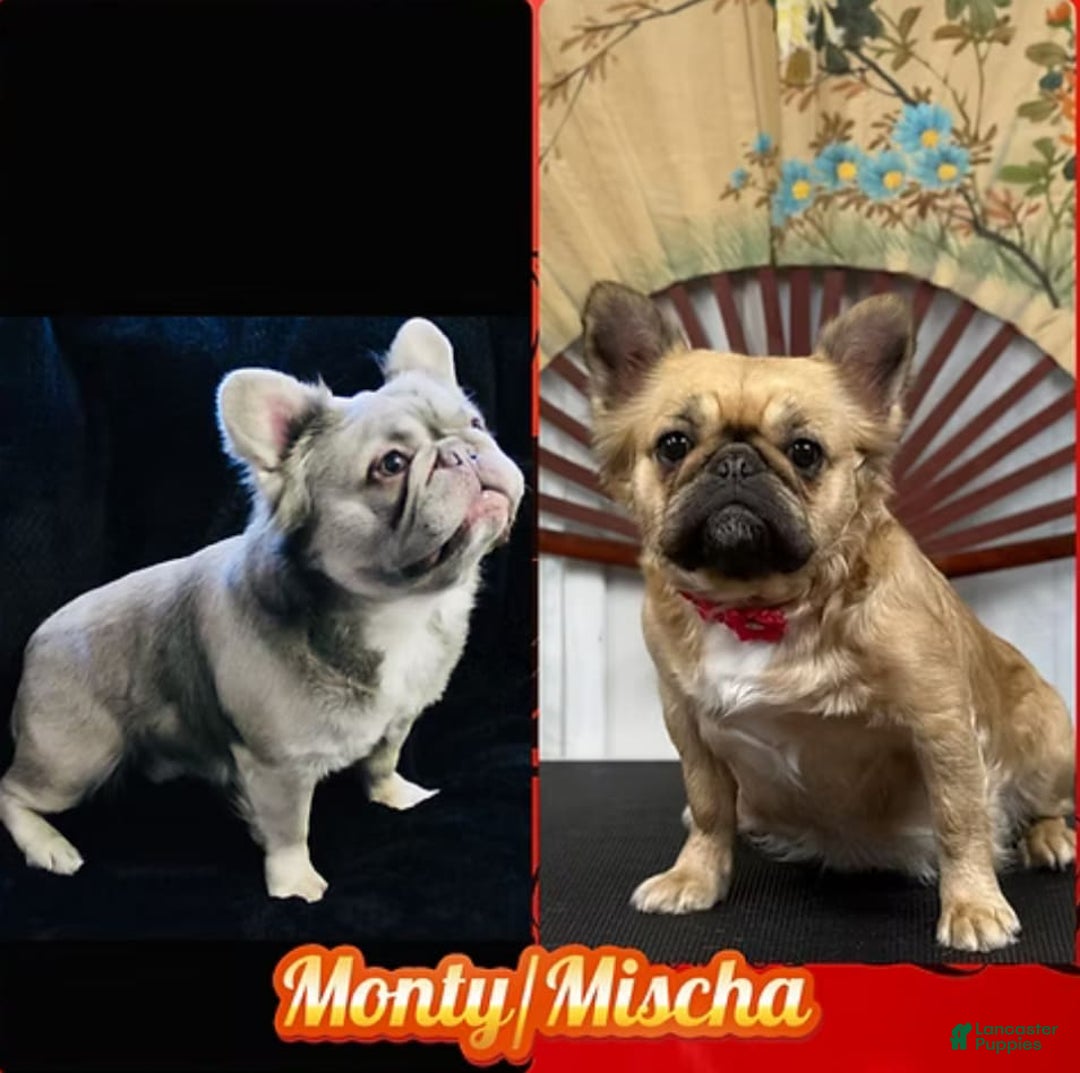 French Bulldog dogs for sale: Bugsy - Image 8