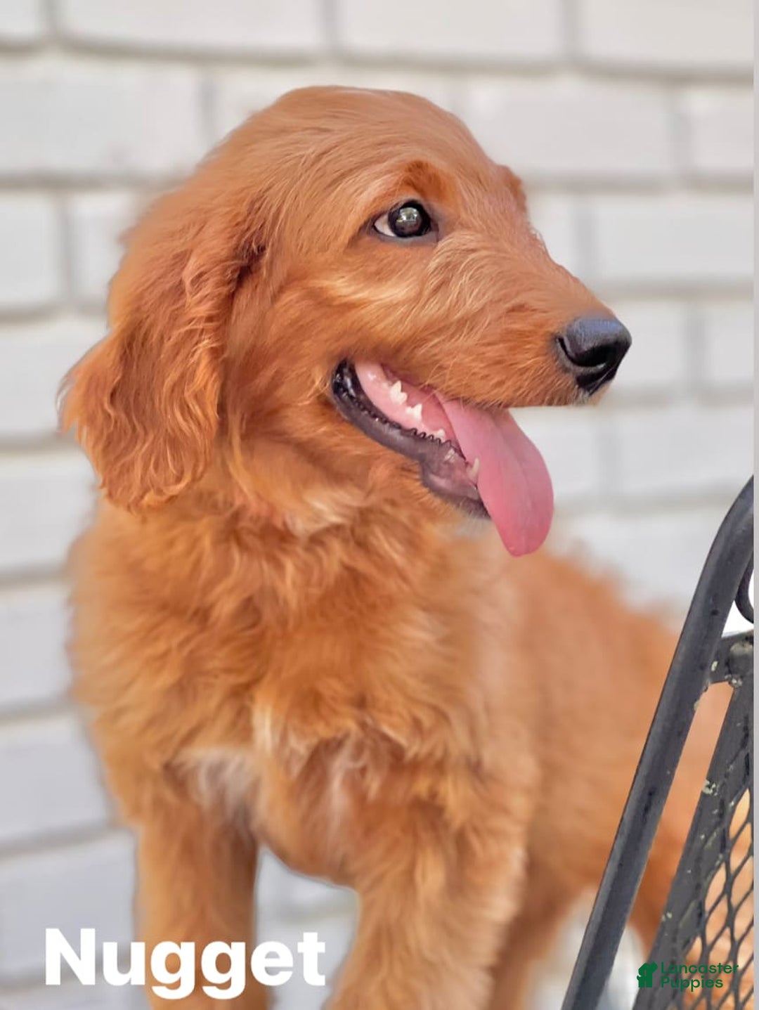 Goldendoodle dogs for sale: Nugget - Image 13