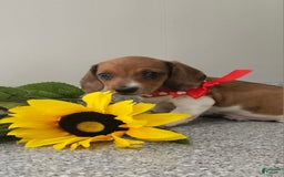 Dachshund dogs for sale: Millie Mae - Image 3
