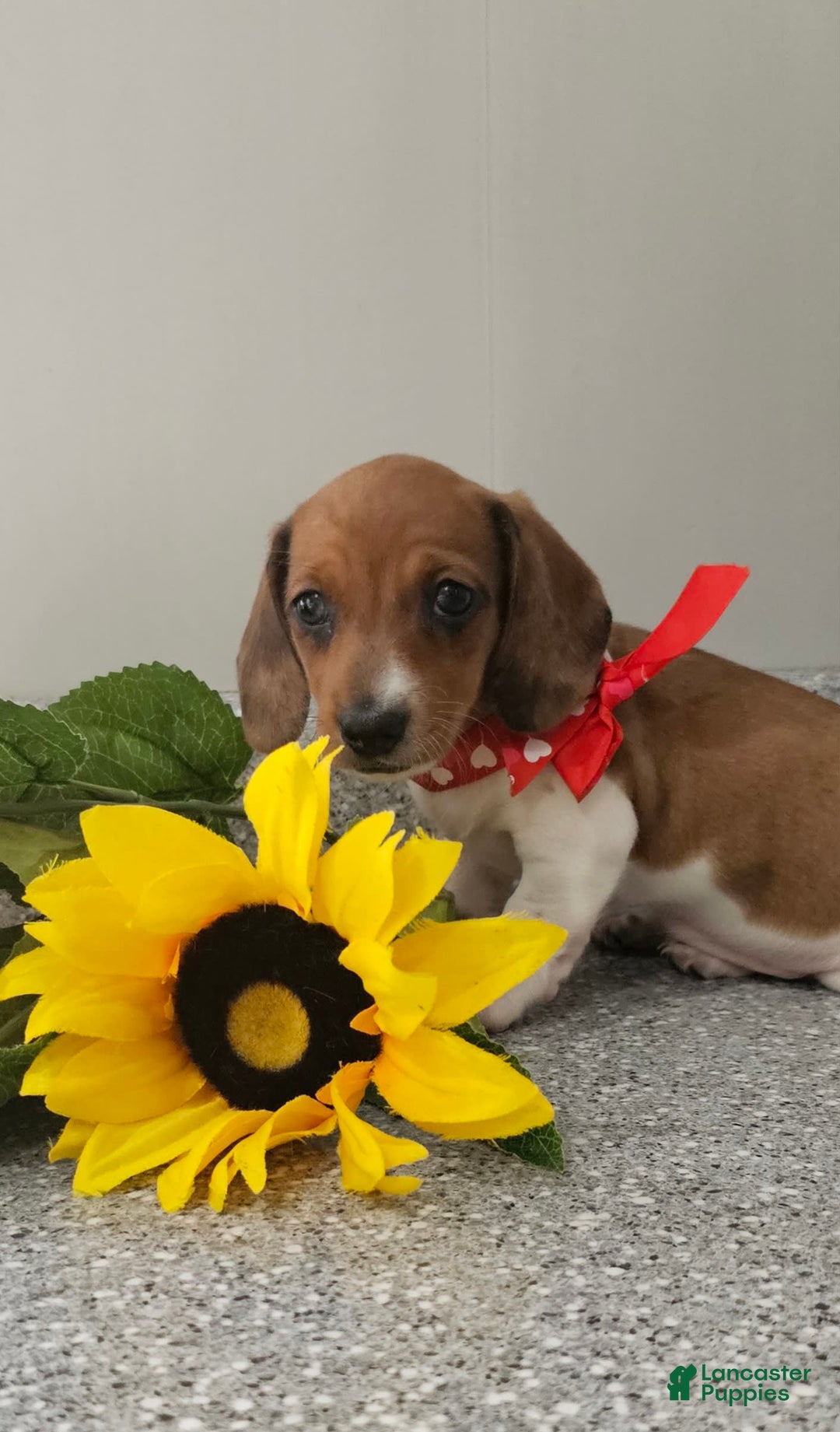 Dachshund dogs for sale: Millie Mae - Image 3
