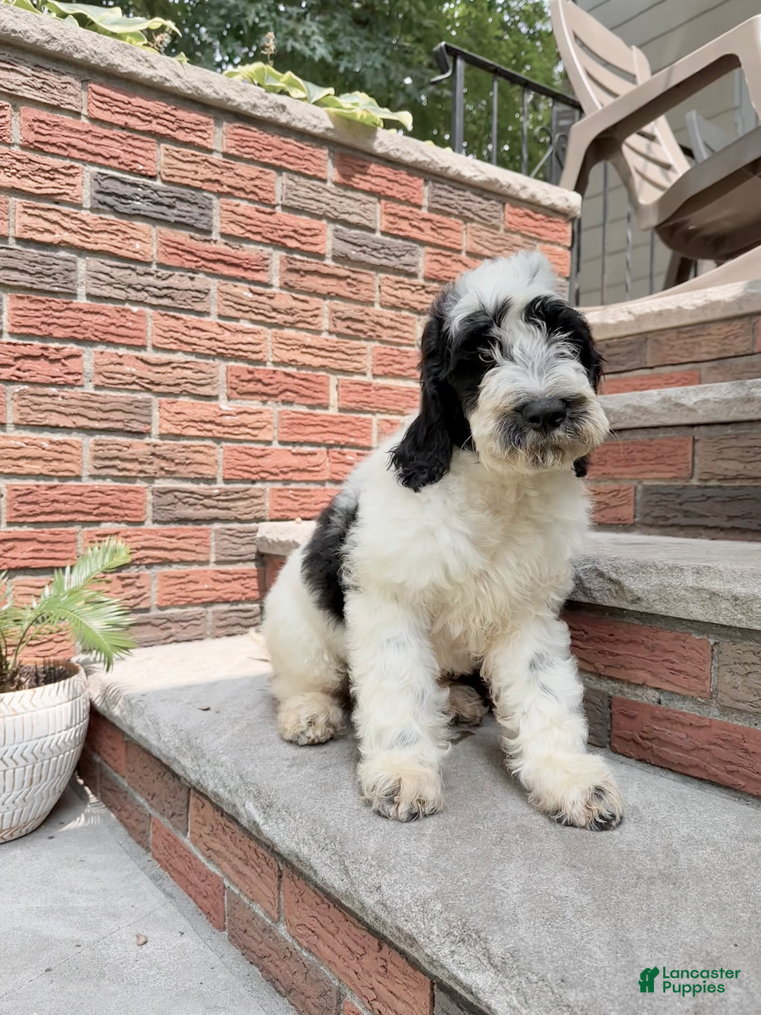 Goldendoodle dogs for sale: Lola - Image 3