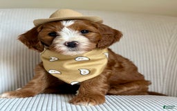 Mini Goldendoodle dogs for sale: Ranger - Image 1