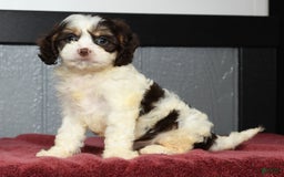 Cavapoo dogs for sale: Jenna - Image 4