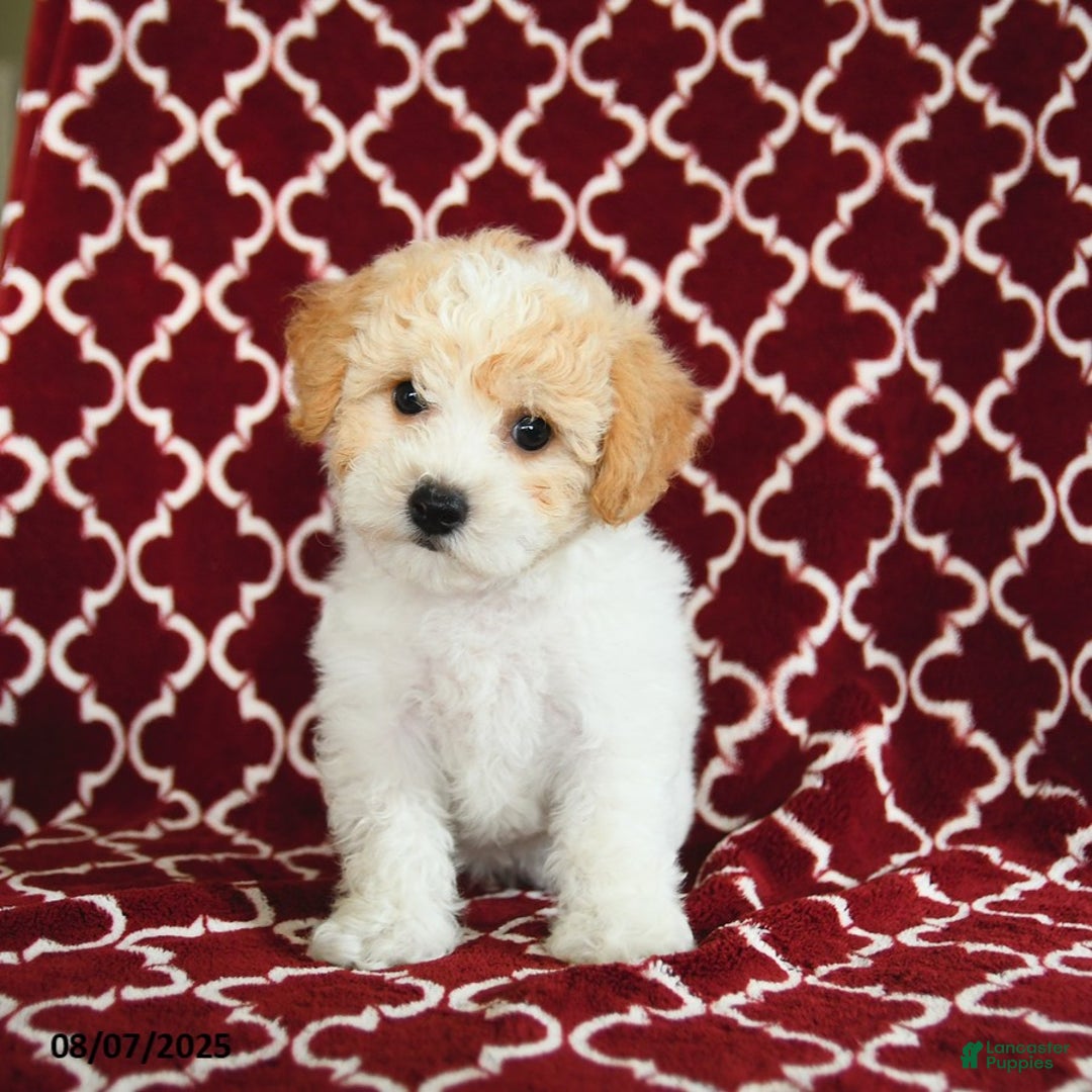 Yochon dogs for sale: Rosie House Raised - Image 2
