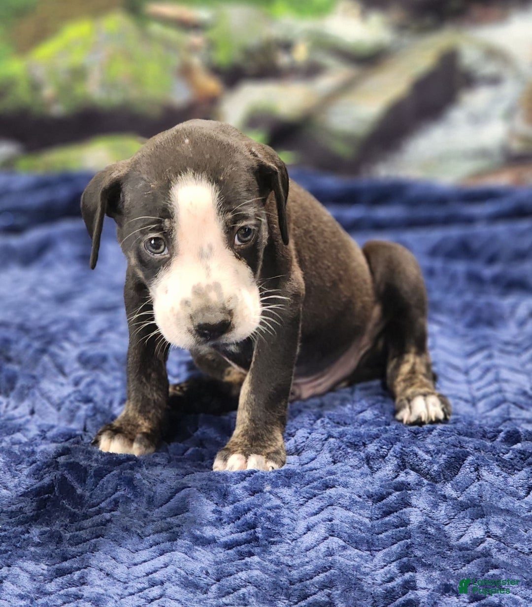 Catahoula Leopard Dog dogs for sale: Luna 2025 Male 1 - Image 4