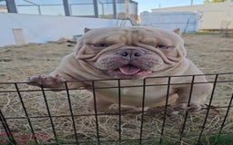 American Bully dogs for sale: Macho - Image 6