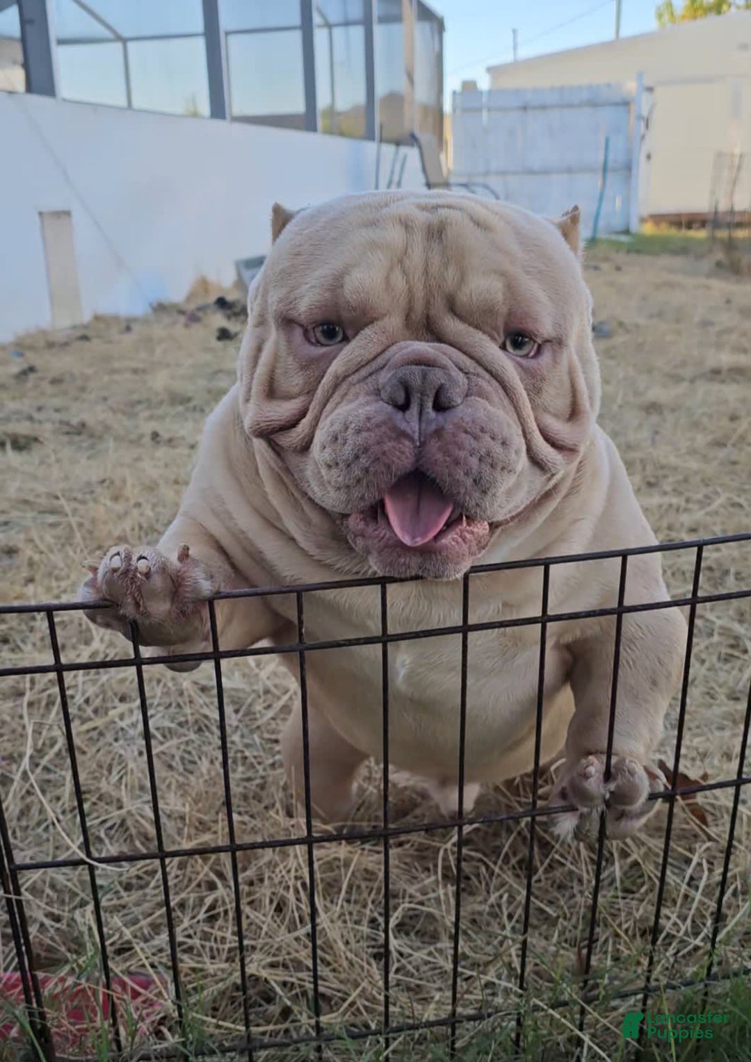 American Bully dogs for sale: Macho - Image 6