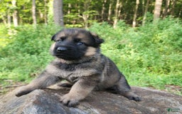 German Shepherd dogs for sale: Kaja - Image 13
