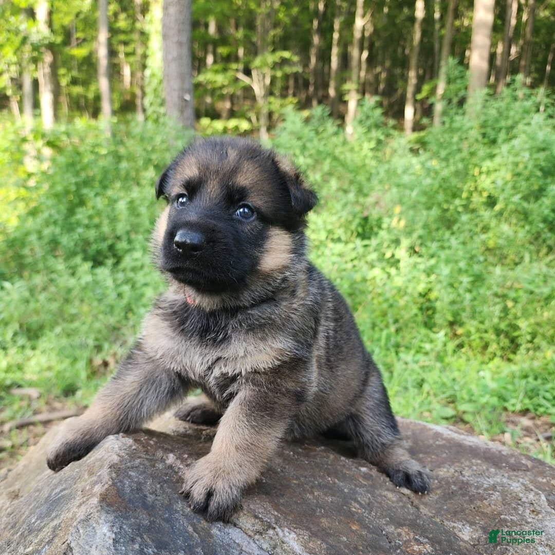 German Shepherd dogs for sale: Kaja - Image 13