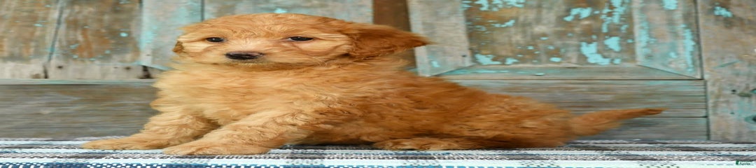 Hallie