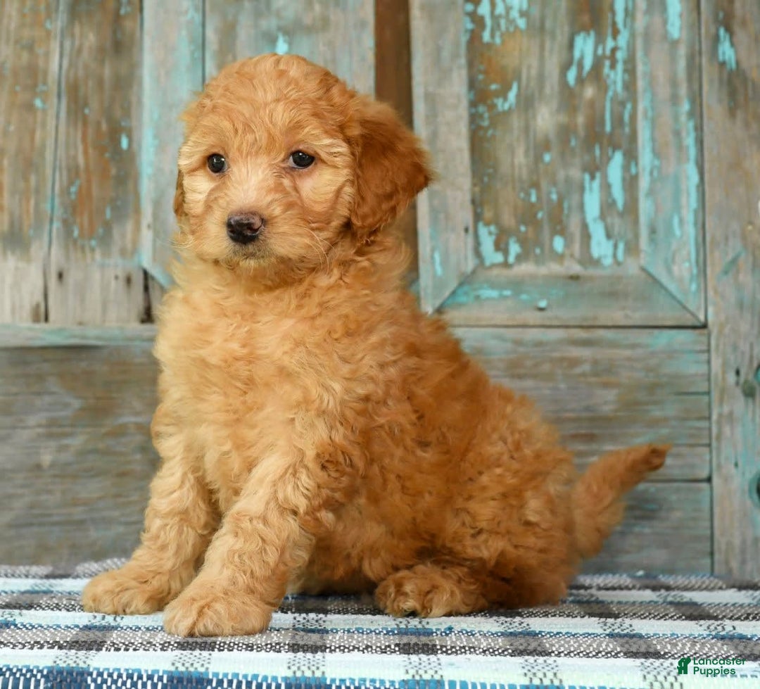 Mini Goldendoodle dogs for sale: Hallie - Image 6