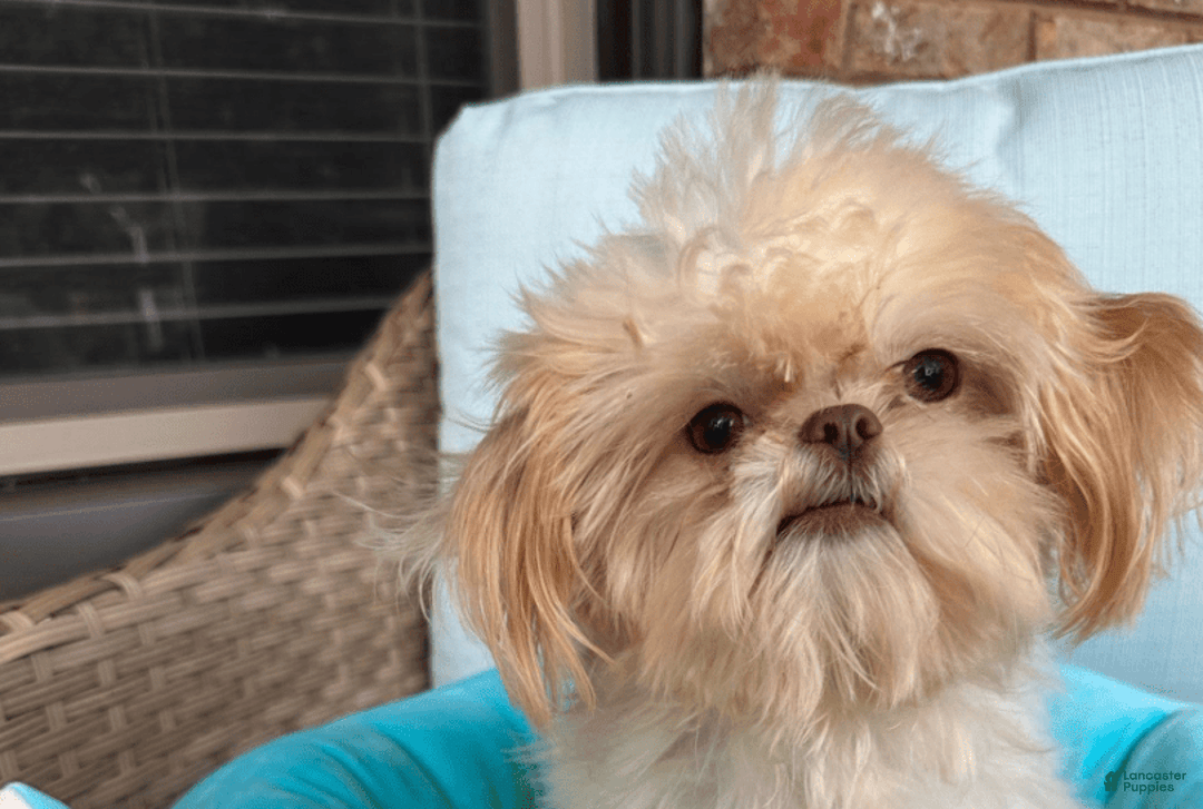 Shih Tzu dogs for sale: Bogie - Image 7
