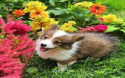 Welsh Corgi Pembroke dogs for sale: Teeka Fluffy - Image 12
