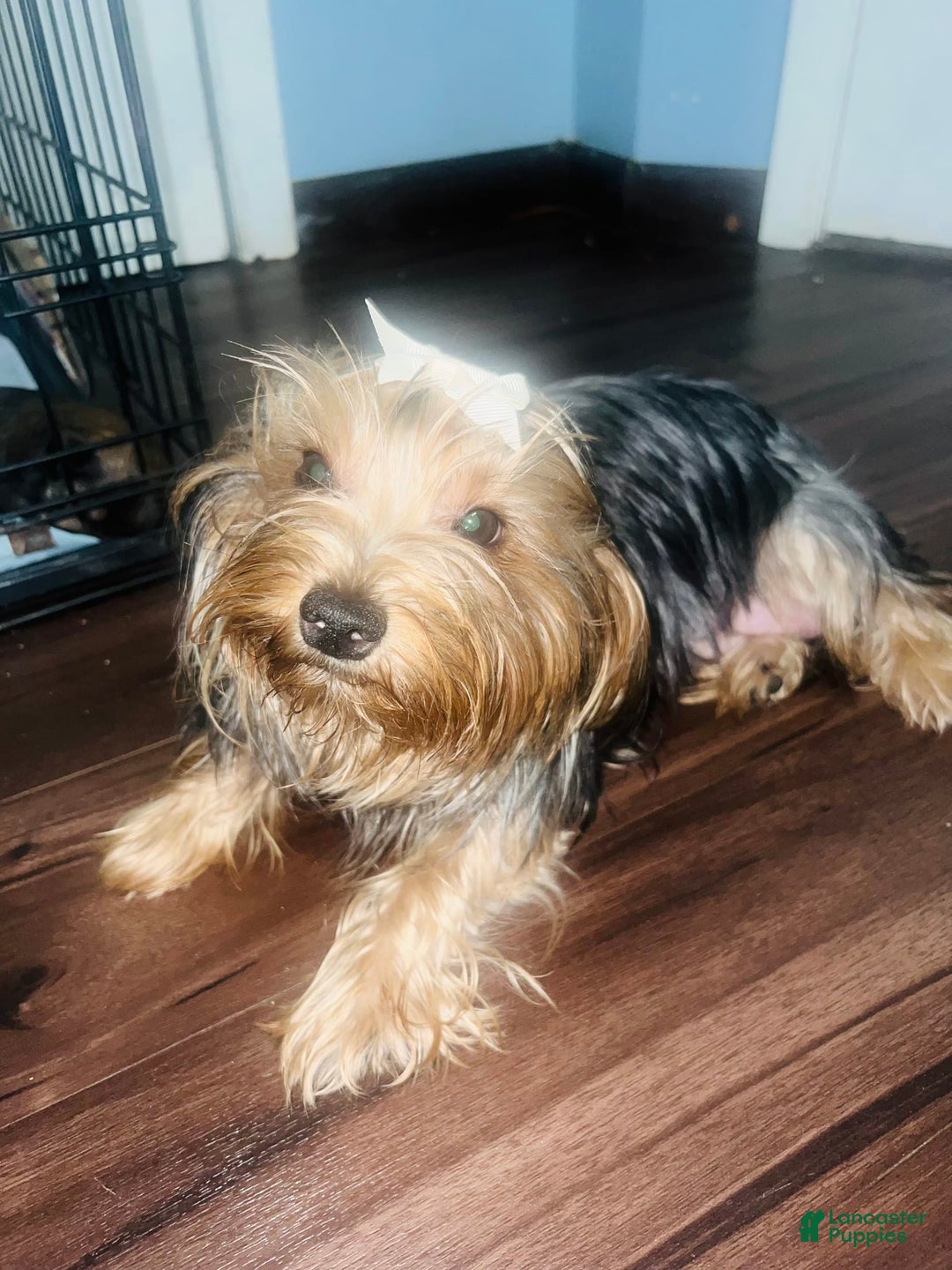 Yorkiepoo dogs for sale: Coco - Image 4