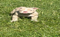 American Bully dogs for sale: Spot - Image 1