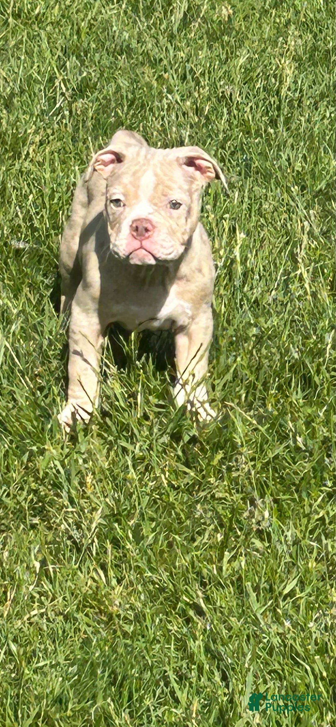 American Bully dogs for sale: Spot - Image 1