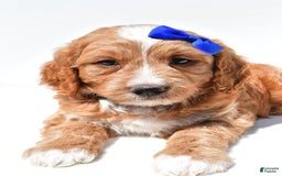 Mini Goldendoodle dogs for sale: Rusty - Image 2