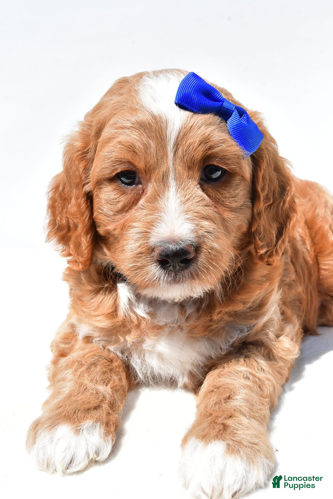 Mini Goldendoodle dogs for sale: Rusty - Image 2