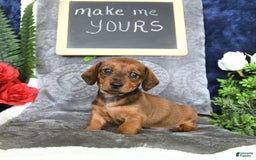 Miniature Dachshund dogs for sale: Patrick - Image 7