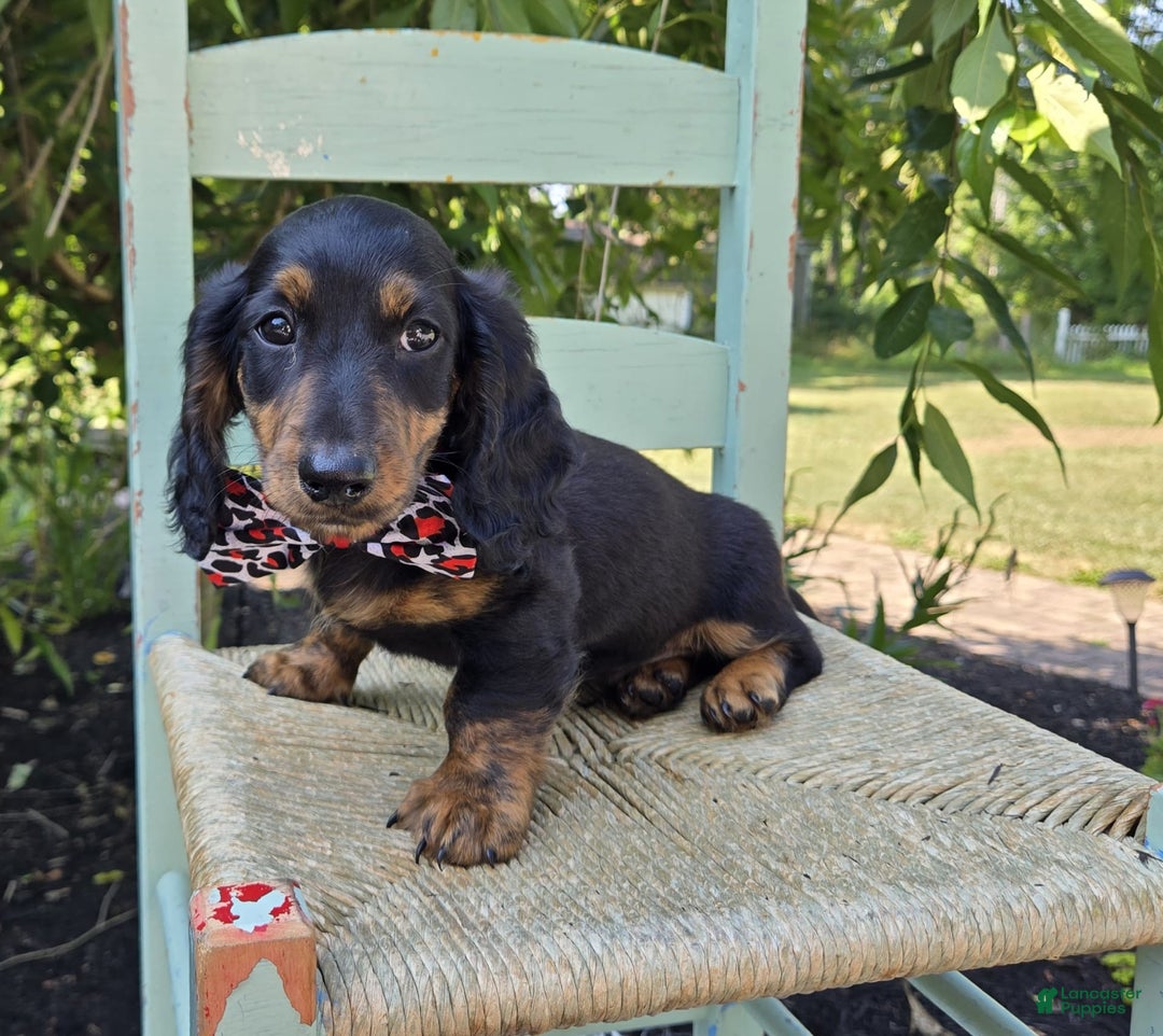 Miniature Dachshund dogs for sale: Bingo - Image 8