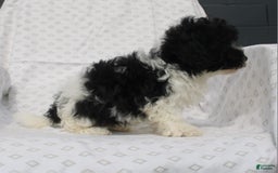 Maltipoo dogs for sale: Magic - Image 4