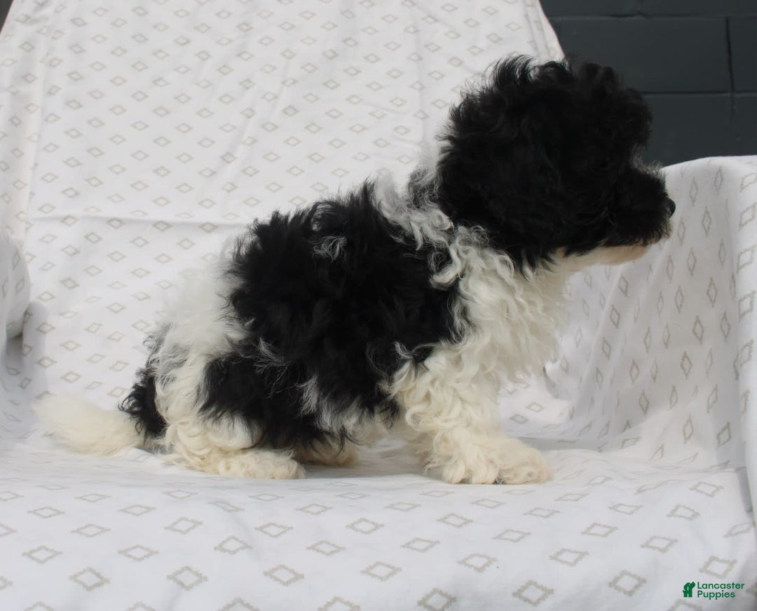 Maltipoo dogs for sale: Magic - Image 4