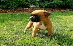 Boxer dogs for sale: Zody - Image 2