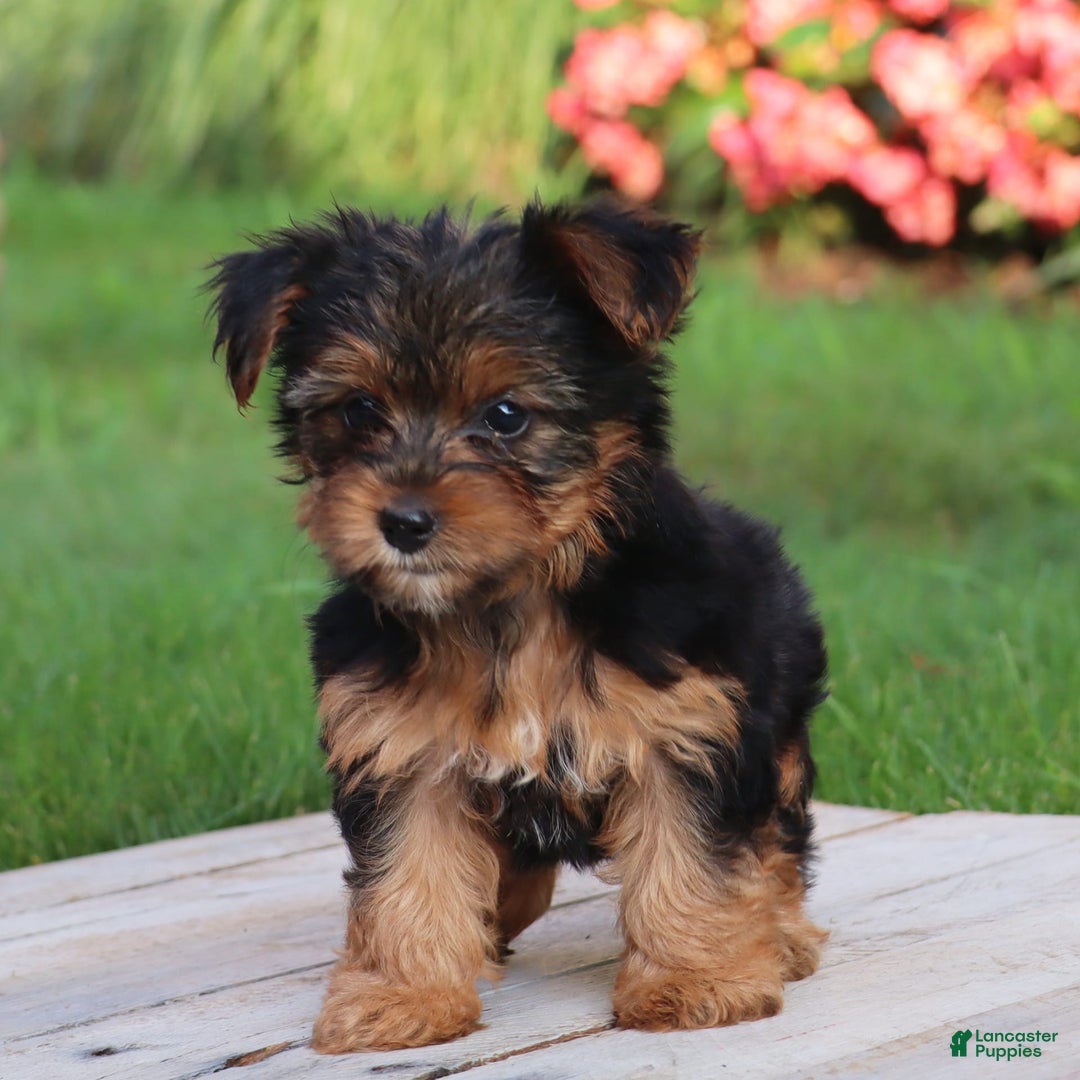 Yorkshire Terrier dogs for sale: Tia - Image 10