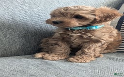 Cockapoo dogs for sale: Bailey - Image 15